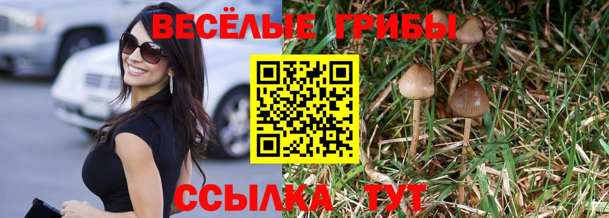 Владимир  Галлюциногенные грибы Psilocybine cubensis  Вход с VPN 
